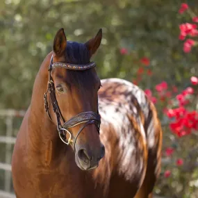 Aspen Leather Snaffle Bridle with Removable Flash