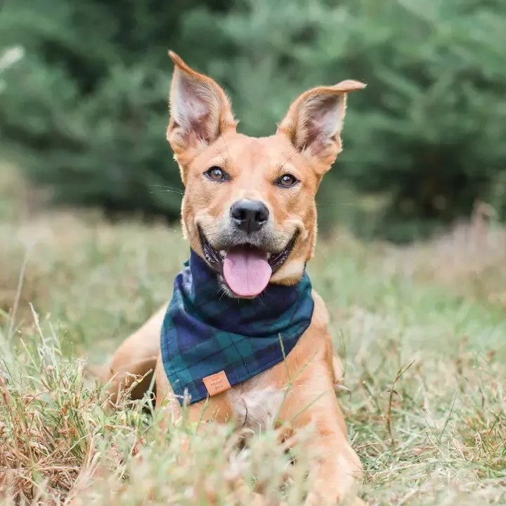 Black Watch Plaid Bandana