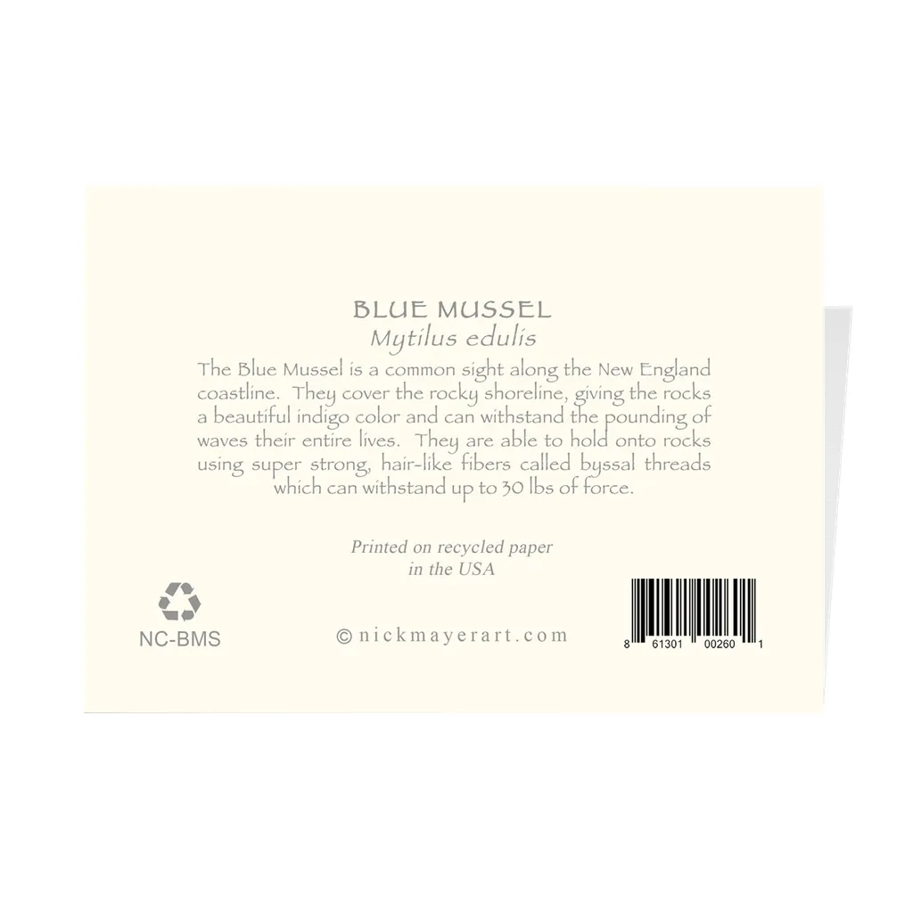 Blue Mussel Notecards