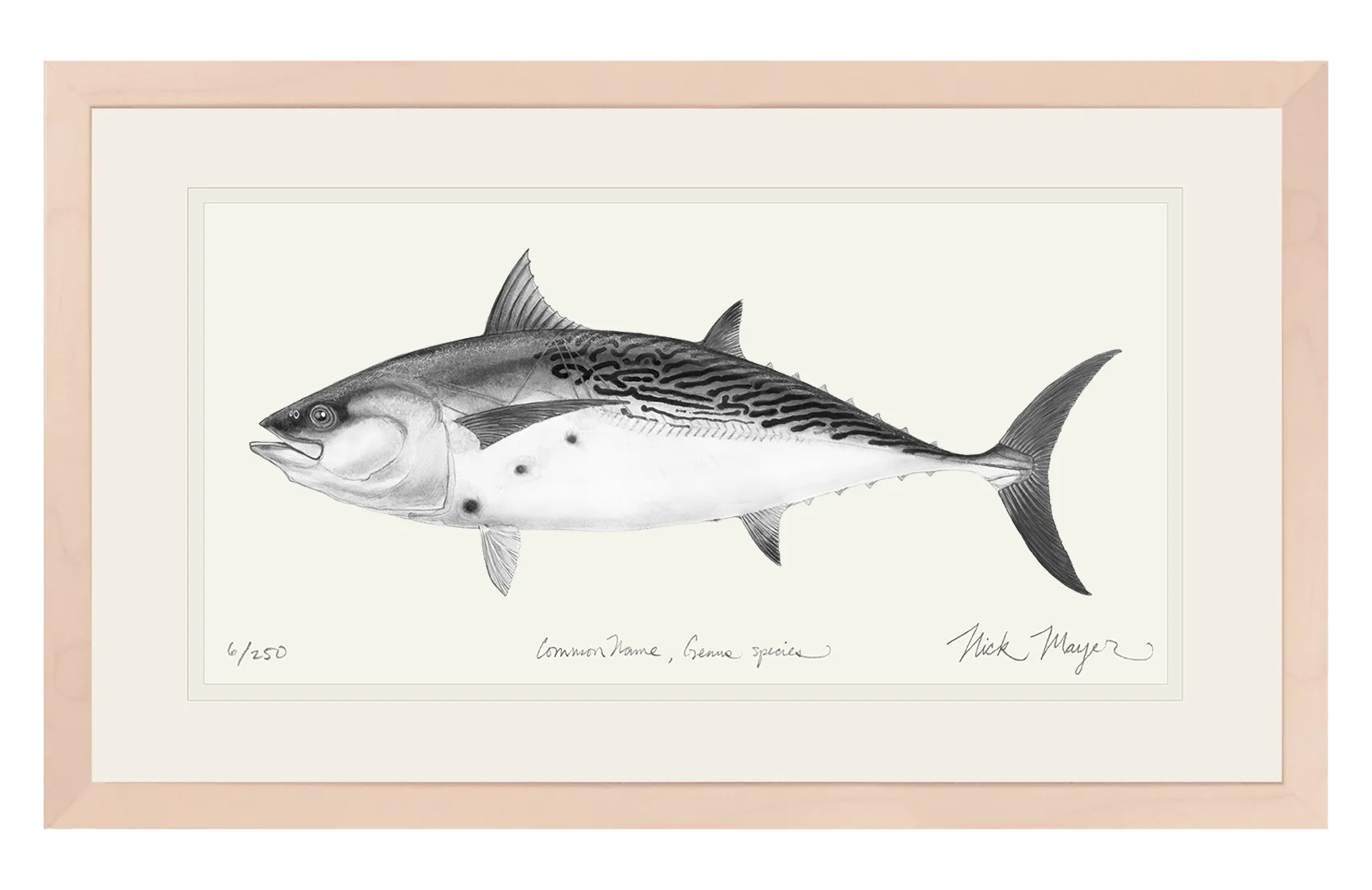 False Albacore III Print (b&w)