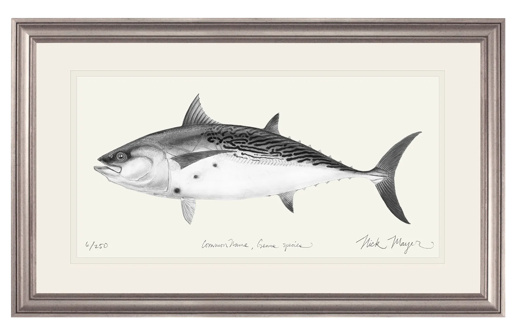 False Albacore III Print (b&w)