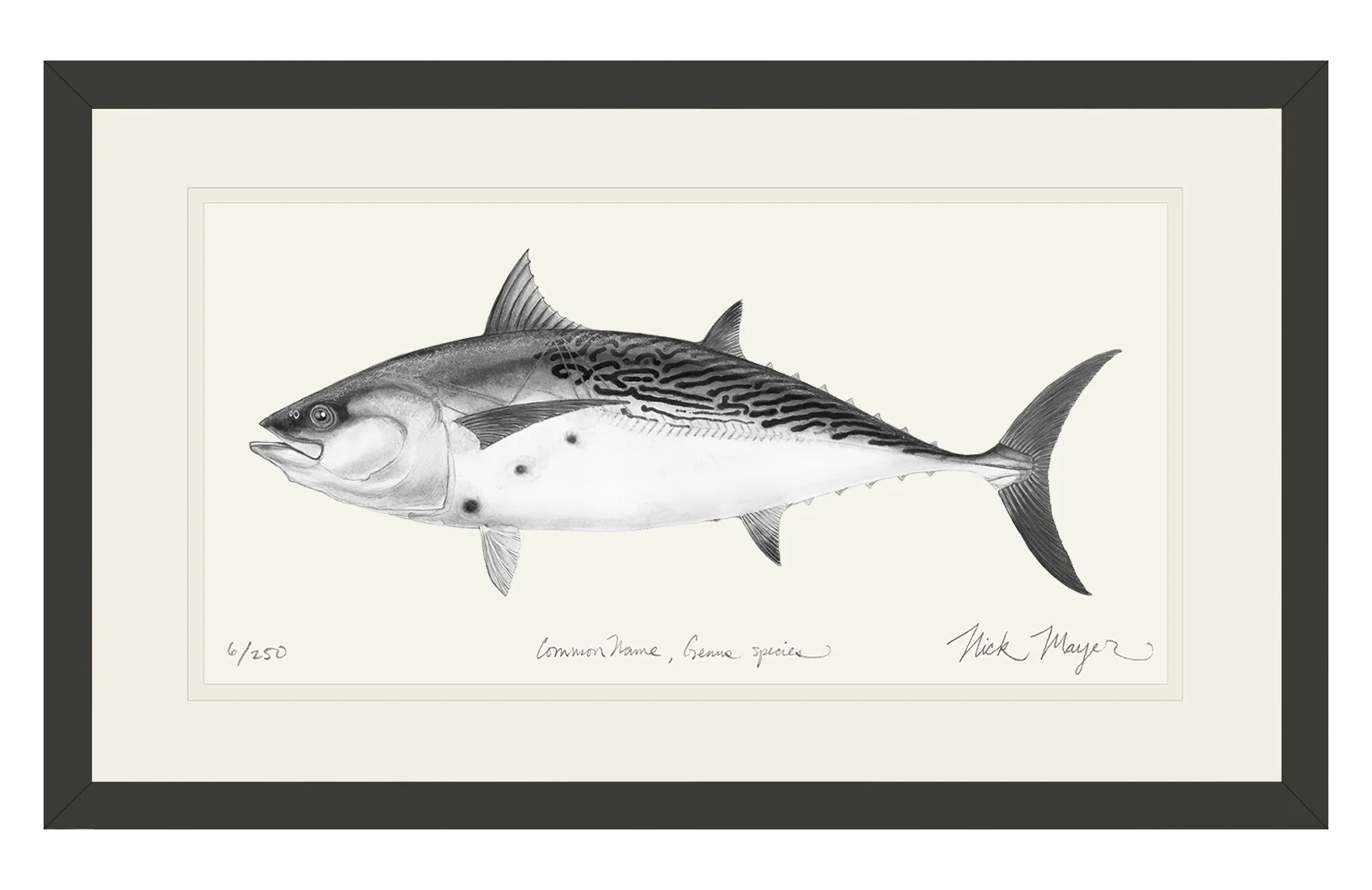 False Albacore III Print (b&w)