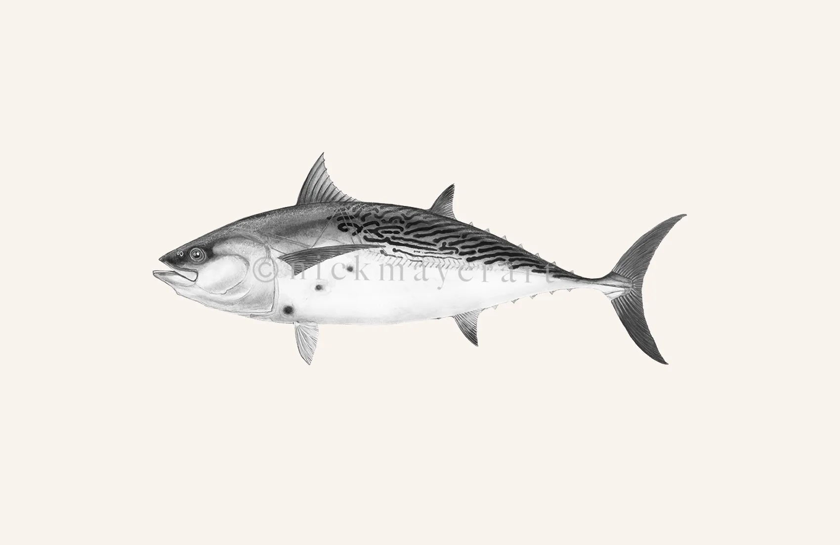 False Albacore III Print (b&w)